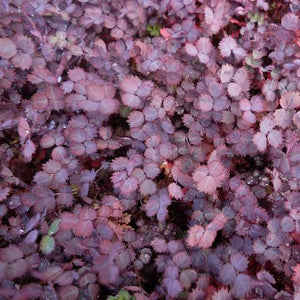 ACAENA INERMIS PURPUREA BIDIBIDI 1.0L