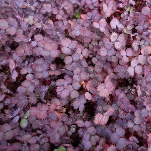 ACAENA INERMIS PURPUREA BIDIBIDI 12CM