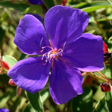 Load image into Gallery viewer, TIBOUCHINA GRANDIFLORA 3.5L
