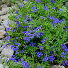 Load image into Gallery viewer, DAMPIERA DIVERSIFOLIA KANGAROO LOBELIA 2.5L
