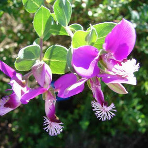 POLYGALA DAZZLER 2.6L