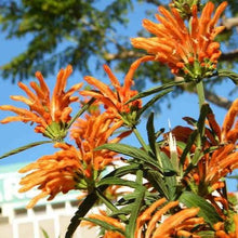 Load image into Gallery viewer, LEONOTIS LEONURUS LIONS TAIL 2.5L
