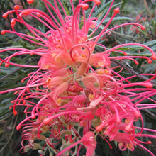 Load image into Gallery viewer, GREVILLEA NED KELLY
