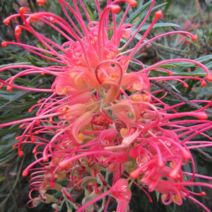 GREVILLEA NED KELLY