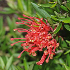 GREVILLEA NEW BLOOD 2.5L