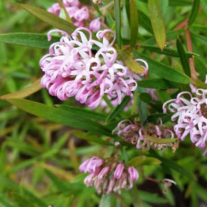 GREVILLEA PINK MIDGET