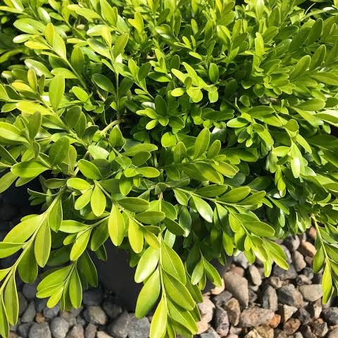 BUXUS MICROPHYLLA TIDE HILL