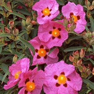 CISTUS BRILLIANCY 3.3L