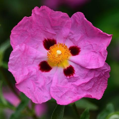 CISTUS BRILLIANCY 3.3L