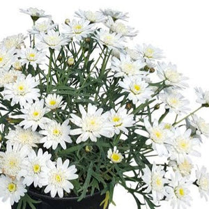 ARGYRANTHEMUM ANGELIC WHITE CHIC 2.5L