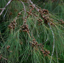 Load image into Gallery viewer, CASUARINA CUNNINGHAMIANA
