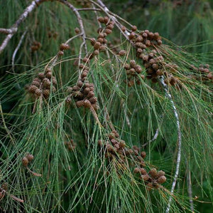 CASUARINA CUNNINGHAMIANA