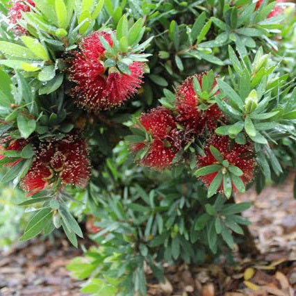 CALLISTEMON BETTER JOHN