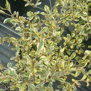 COROKIA SUNSPLASH 1.0L