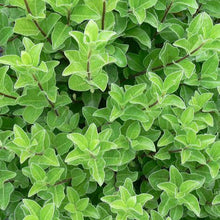 Load image into Gallery viewer, PITTOSPORUM TENUIFOLIUM IRISH LUCK 8.0L
