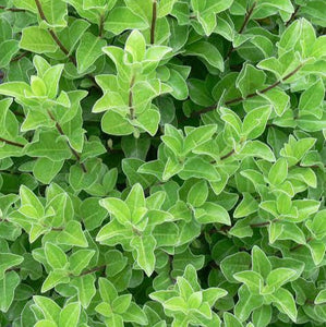 PITTOSPORUM TENUIFOLIUM IRISH LUCK 8.0L