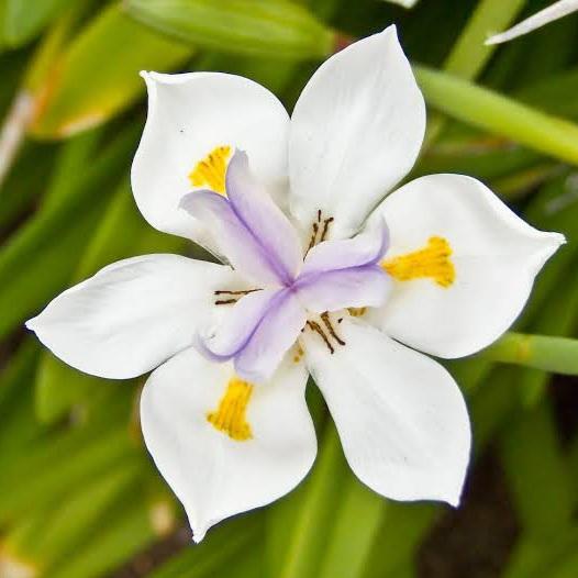 DIETES GRANDIFLORA FAIRY IRIS 1.5L