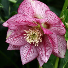 Load image into Gallery viewer, HELLEBORUS ORIENTALIS HYBRID LILY 2.4L
