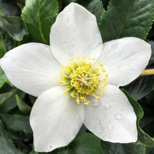 Load image into Gallery viewer, HELLEBORUS NIGER JACOB 2.4L
