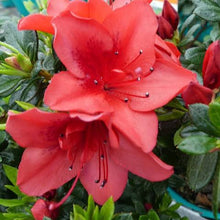 Load image into Gallery viewer, AZALEA EVERGREEN MRS KINT RED 2.4L
