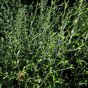 COROKIA LEPRECHAUN