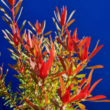 Load image into Gallery viewer, LEUCADENDRON CANDY DELIGHT 1.5L
