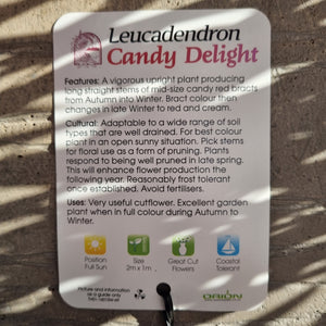 LEUCADENDRON CANDY DELIGHT 1.5L