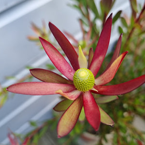 LEUCADENDRON STARBURST 1.5L