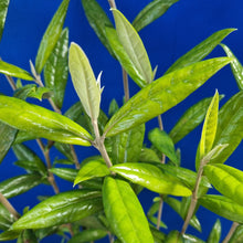 Load image into Gallery viewer, COROKIA GEENTYS GIANT 3.3L
