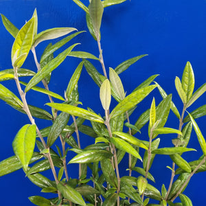 COROKIA GEENTYS GIANT 3.3L