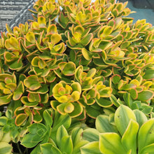 Load image into Gallery viewer, CRASSULA ARGENTEA 2.5L
