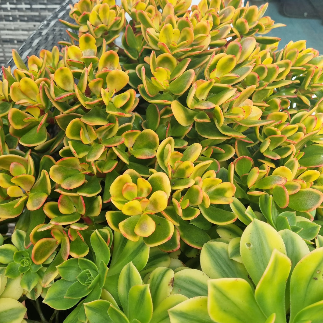 CRASSULA ARGENTEA 2.5L