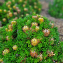 Load image into Gallery viewer, BANKSIA BIRTHDAY CANDLES 1.5L
