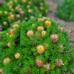 BANKSIA BIRTHDAY CANDLES 1.5L