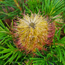 Load image into Gallery viewer, BANKSIA BIRTHDAY CANDLES 3.3L
