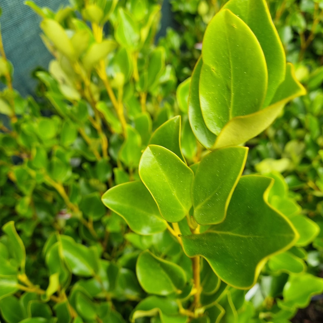 GRISELINIA EMERALD 3.3L