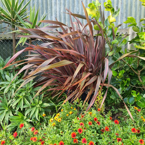 PHORMIUM DRAGONS TOUNGE 4.0L