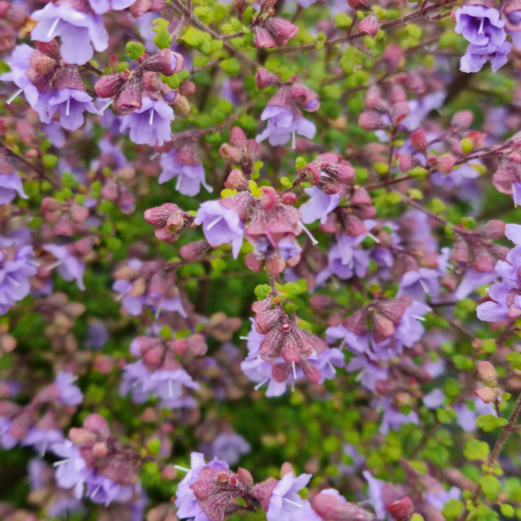 PROSTANTHERA EDDINGTON BLUE