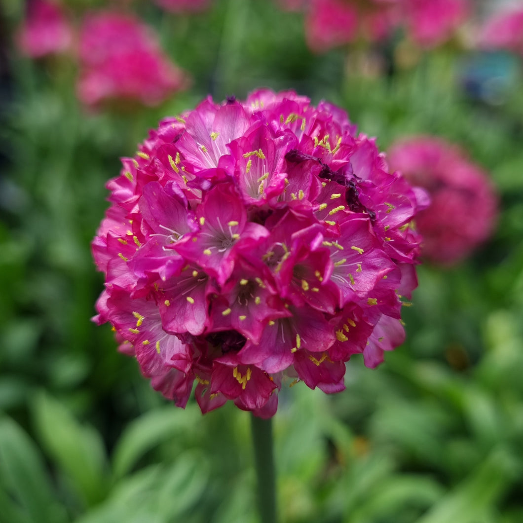 ARMERIA ARMAZING LITTLE RUBY 1.0L