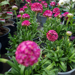 ARMERIA ARMAZING LITTLE RUBY 1.0L