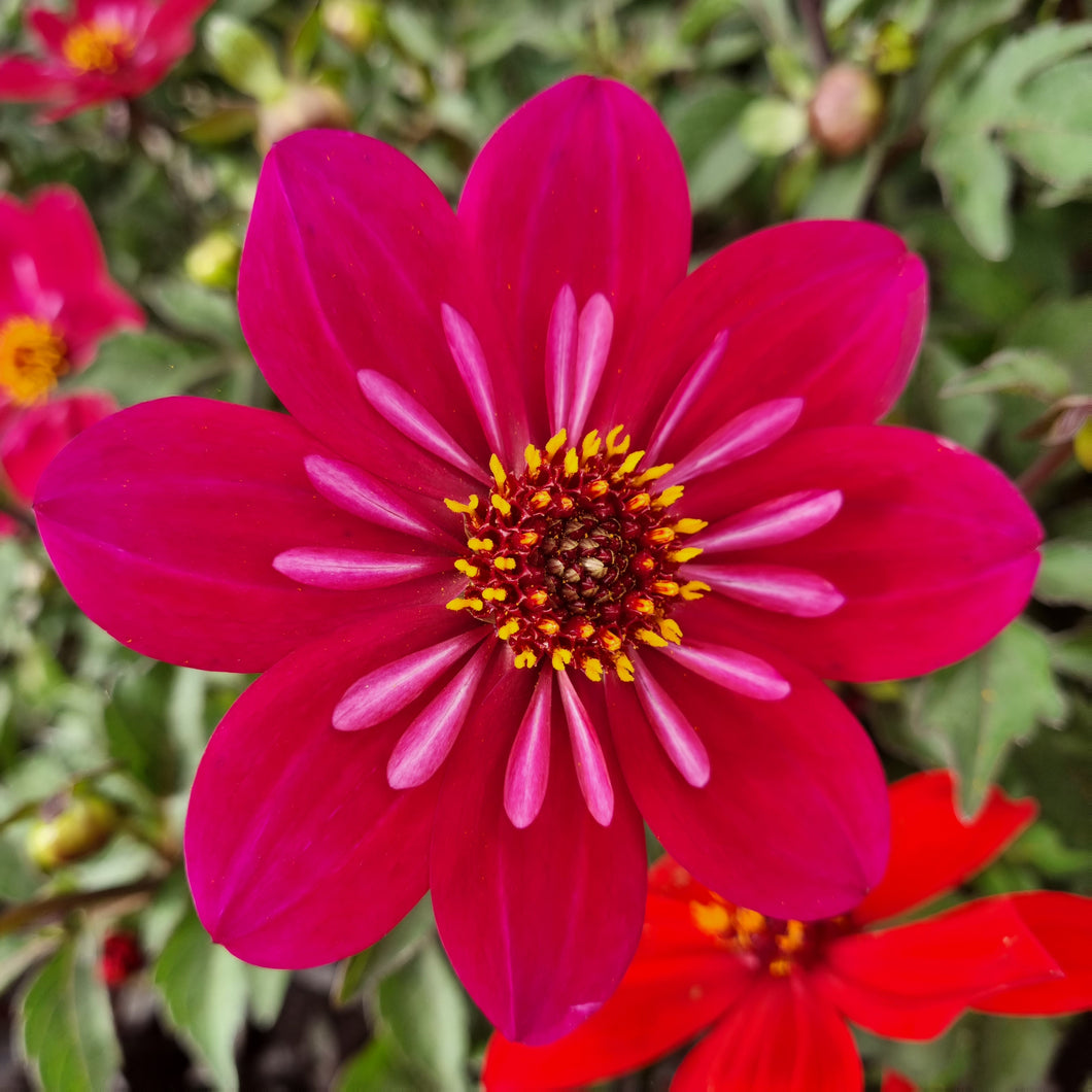 DAHLIA MYSTIC DREAM WEAVER 1.5L