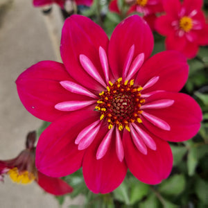 DAHLIA MYSTIC DREAM WEAVER 1.5L