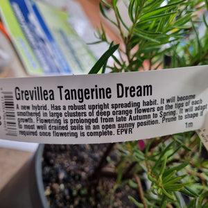 GREVILLEA TANGERINE DREAM 2.5L