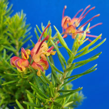 Load image into Gallery viewer, GREVILLEA TANGERINE DREAM 2.5L
