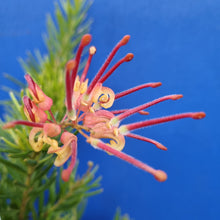 Load image into Gallery viewer, GREVILLEA TANGERINE DREAM 2.5L
