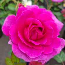 Load image into Gallery viewer, ROSE BUSH HYBRID TEA SHOWPIECE BERRY
