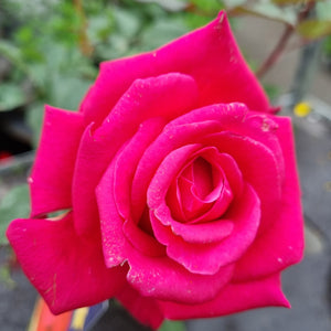 ROSE BUSH HYBRID TEA SHOWPIECE LIPSTICK