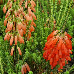 ERICA MAMMOSA COCCINEA 2.5L