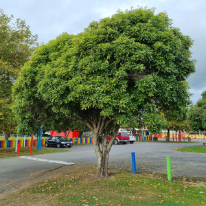 PITTOSPORUM EUGENOIDES TARATA LEMONWOOD 3.3L