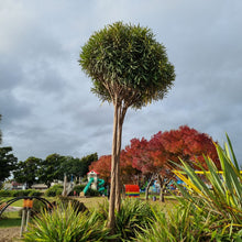 Load image into Gallery viewer, PSEUDOPANAX CRASSIFOLIUM HOROEKA LANCEWOOD 3.3L
